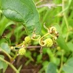 Smilax anceps 花