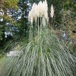 Cortaderia selloana Blad