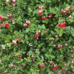 Salvia microphylla Flower