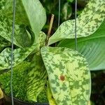 Paphiopedilum acmodontum Leaf