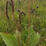 Plantago maxima Fruit