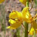 Senna crassiramea Flor