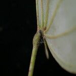 Piliostigma malabaricum Liść