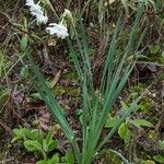 Narcissus dubius Plante entière