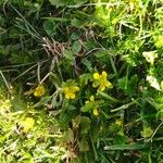 Ranunculus muricatus Flower