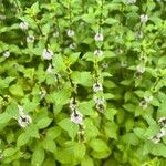 Mentha arvensisFiore