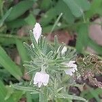 Galeopsis angustifolia Blomma