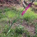 Gladiolus dubius Flower