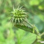 Geum urbanum Fruit