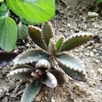 Kalanchoe rosei Leaf