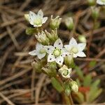 Sedum hirsutum Fula