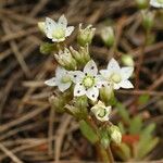 Sedum hirsutum Kwiat