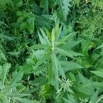 Eupatorium altissimum Levél