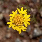 Chaenactis glabriuscula Flower