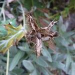 Argemone mexicana Fruit