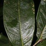 Hirtella guatemalensis ഇല