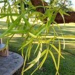 Searsia lancea Leaf