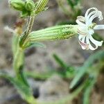 Silene arabica 花