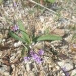 Limonium narbonense Hàbitat