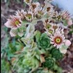 Sempervivum tectorumFlor