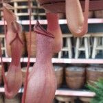 Nepenthes spp. موطن