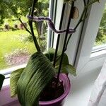 Aspidistra elatiorFolha