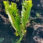 Nephrolepis abrupta Leaf