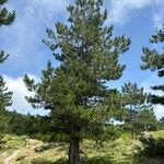 Pinus nigra Blad