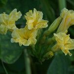 Camonea umbellata Fiore