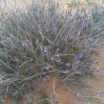 Echiochilon fruticosum Hoja