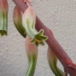 Gasteria disticha Flower