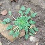 Erodium maritimumLeaf