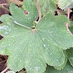 Alchemilla xanthochlora Φύλλο