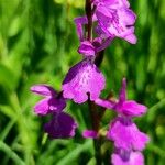 Anacamptis palustris 花