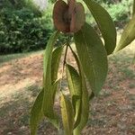 Combretum collinum Fruit