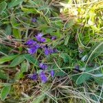 Polygala alpestris Blüte