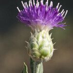 Leuzea repens Flower