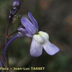 Linaria nigricans Kvet