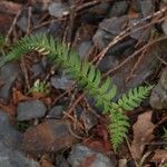 Polystichum tripteron Fuelha