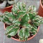 Euphorbia handiensis Foglia