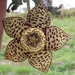 Orbea variegata Flower