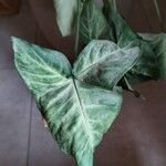 Syngonium podophyllum Leaf