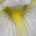 Iris florentina Flower