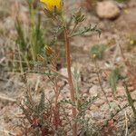 Mentzelia nitens Habit