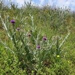 Onopordum tauricum Habitat