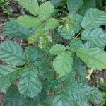 Handroanthus albus Leaf