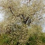 Prunus mahaleb Habitus