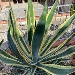 Agave americanaLeaf