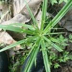 Cyperus laxus Yaprak