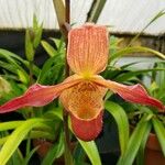 Phragmipedium longifolium Flower